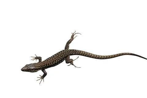 Common wall lizard Stock Photos