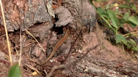 Common wall lizard (podarcis muralis) crawling into a hole in a tree stump Stock Footage 79830514