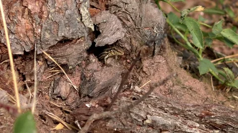 Common wall lizard (podarcis muralis) crawling out of a tree stump, ant nearby Video stock 79830644