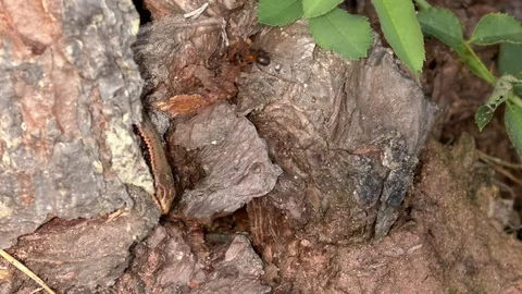 Common wall lizard (podarcis muralis) chased away from its tree stump by an ant Stock Footage 79830678