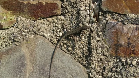 Common wall lizard (Podarcis muralis) running around on a wall. 스톡 동영상 115177270