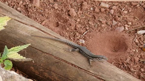 Common wall lizard (podarcis muralis) resting on tree trunk lying on the ground Stock Footage 245933606