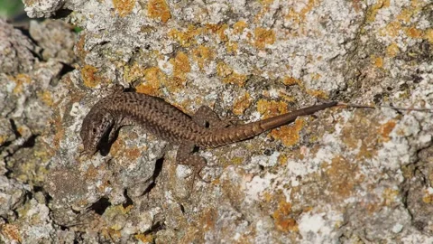 Common wall lizard, Podarcis muralis Stock Footage 274209681