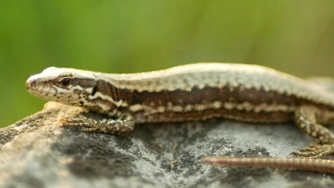 Common wall lizard Podarcis muralis close-up European stone reptile detail Stock Footage 274469302