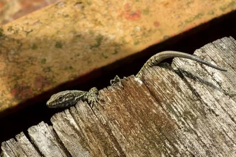 The common wall lizard (Podarcis muralis). Foto stock