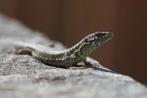 Common wall lizard podarcis muralis Reptile Close up Portrait Clear Stock Photos