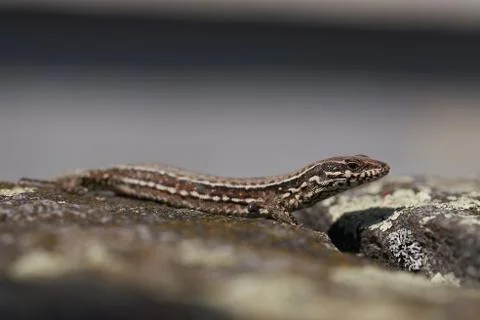 Common wall lizard podarcis muralis Reptile Close up Portrait Clear Stock Photos