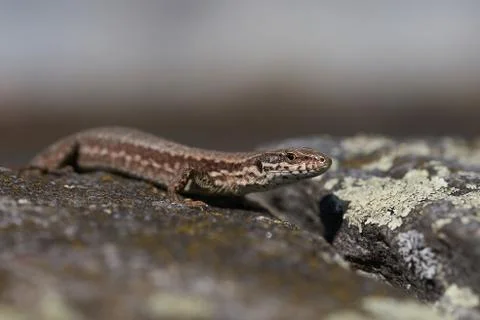 Common wall lizard podarcis muralis Reptile Close up Portrait Clear Stock Photos