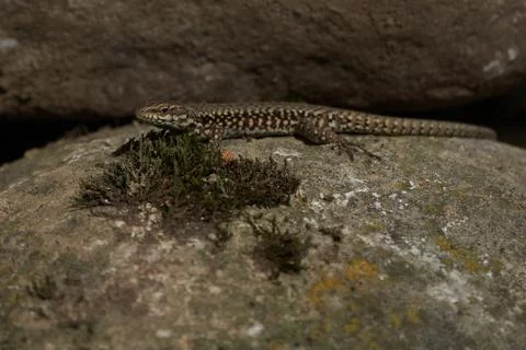 Common wall lizard podarcis muralis Reptile Close up Portrait Clear Stock Photos