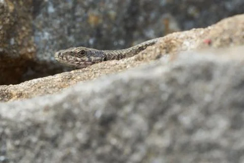 Common wall lizard podarcis muralis Reptile Close up Portrait Clear Stock Photos