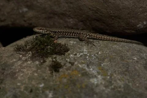 Common wall lizard podarcis muralis Reptile Close up Portrait Clear Stock Photos