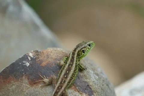 Common wall lizard podarcis muralis Reptile Close up Portrait Clear Stock Photos