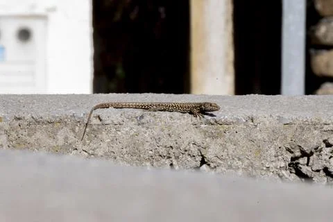 A common wall lizard podarcis muralis basking in the sun. Stock Photos