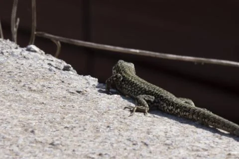 A common wall lizard podarcis muralis basking in the sun. Stock Photos