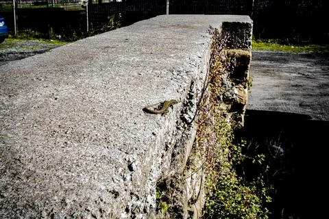 A common wall lizard podarcis muralis basking in the sun. Stock Photos
