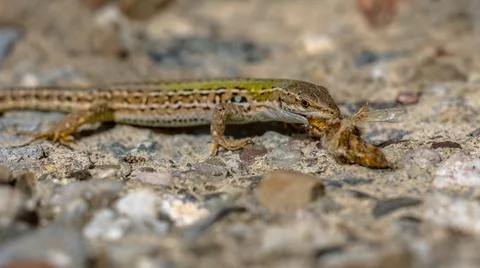 Common wall lizard with prey Stock Photos