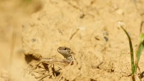 Common wall lizard raising its head from a small opening in dry soil Vidéo 344857917