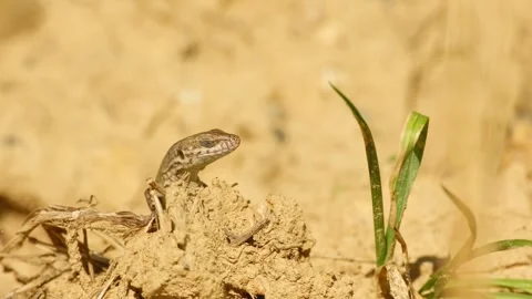 Common wall lizard raising its head above dry soil Video stock 346082538