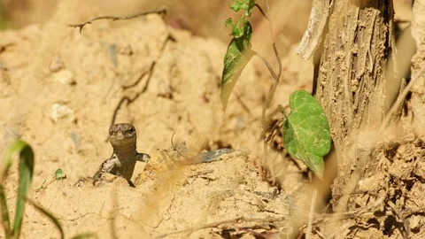 Common wall lizard resting among dry soil 動画素材 344252141