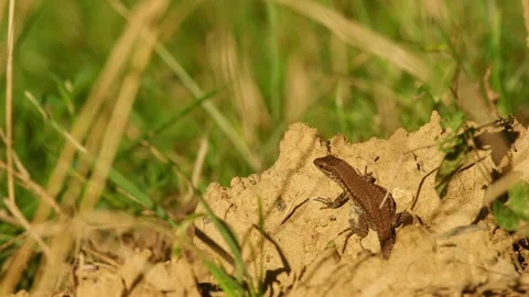 Common wall lizard resting on dry soil Vidéo 345119765