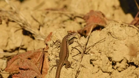 Common wall lizard resting on dry soil Vidéo 345326856