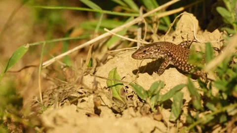 Common wall lizard resting on dry soil in warm sunlight Vidéo 345481868