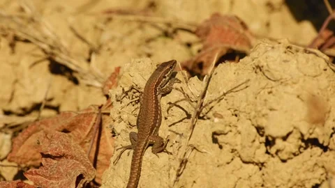 Common wall lizard resting on dry soil Stockbeeldmateriaal 345706193