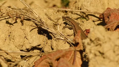 Common wall lizard resting on dry soil in warm sunlight 動画素材 346839811