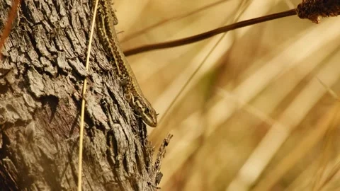 Common wall lizard resting on rough grapevine bark Stock Footage 343917800