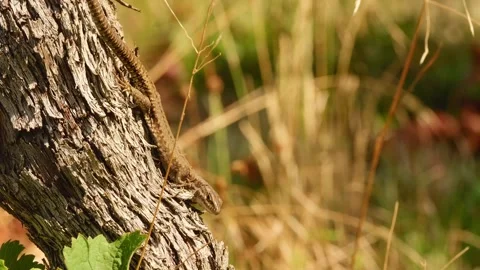 Common wall lizard resting on rough grapevine bark 動画素材 346082558