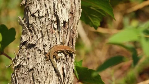 Common wall lizard resting on rough grapevine bark in warm sunlight Video stock 346285640