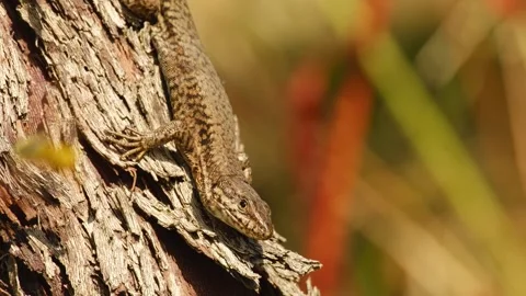 Common wall lizard resting on rough grapevine bark in warm sunlight Video stock 346905957