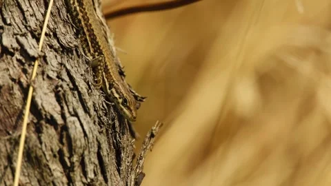Common wall lizard resting on rough grapevine bark 動画素材 347014923
