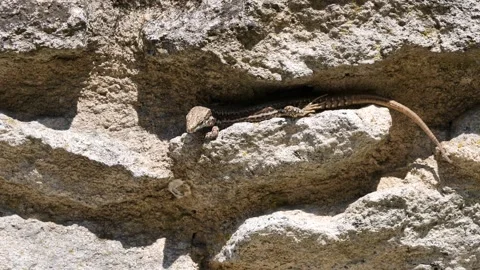 Common wall lizard resting on a stone ( Podarcis Muralis ) Stock Footage 327095231