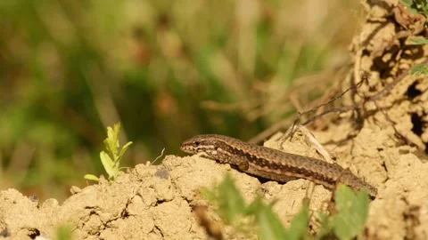 Common wall lizard resting in warm sunlight on dry soil 動画素材 344682863