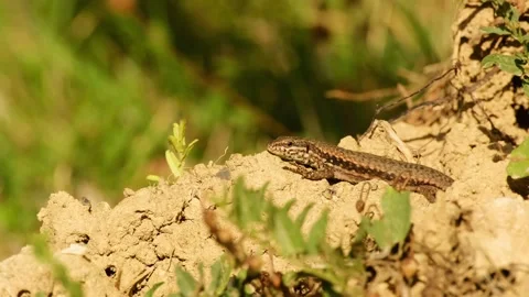 Common wall lizard resting in warm sunlight on dry soil 動画素材 344971429
