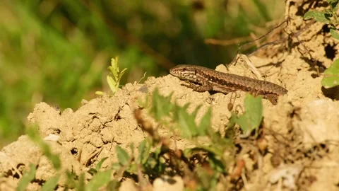 Common wall lizard resting in warm sunlight on dry soil Stock Footage 346285639