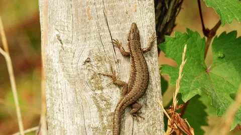 Common wall lizard resting on a weathered wooden vineyard post Stock Footage 346082560