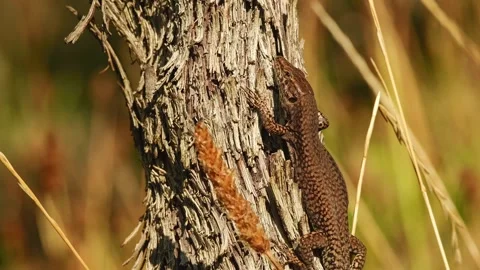 A common wall lizard rests on the rough bark of a grapevine 動画素材 343725855