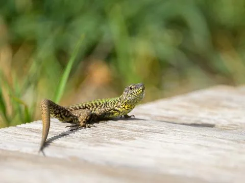 A common wall lizard sitting on the ground Stock Photos