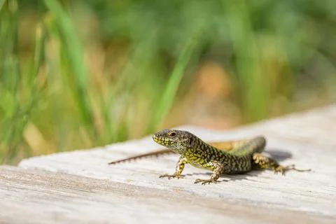 A common wall lizard sitting on the ground Stock Photos