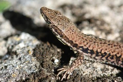 Common wall lizard on stonewall Stock Photos