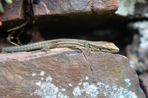 Common wall lizard on stonewall Stock Photos