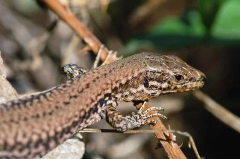 Common wall lizard on stonewall Stock Photos