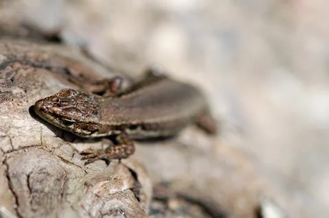 Common wall lizard on stonewall Stock Photos