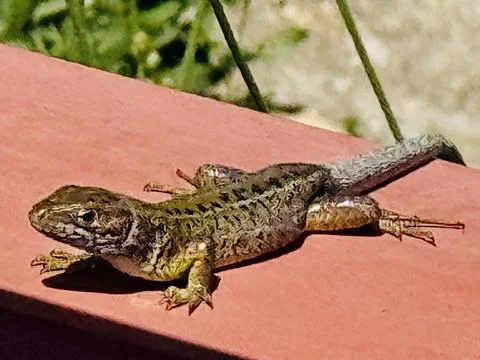 Common Wall Lizard Sunbathing on Red Wooden Fence Close Up. Stock Photos