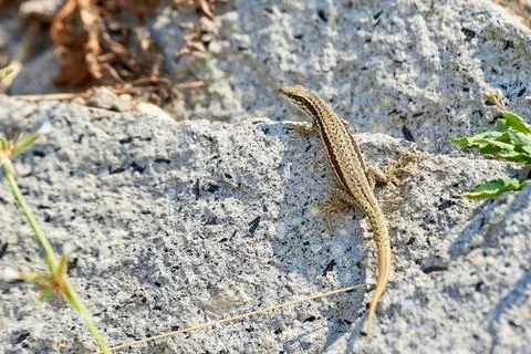 Common wall lizard sunbathing on a rock in the morning (Podarcis Muralis) Stock Photos