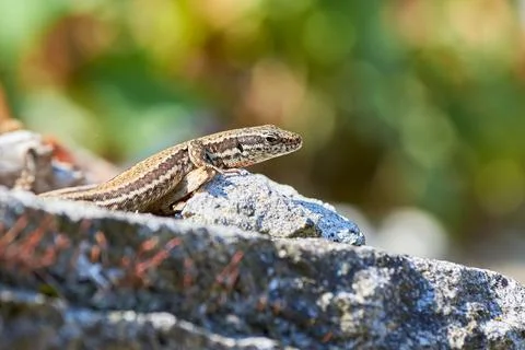 Common wall lizard sunbathing on a rock in the morning (Podarcis Muralis) Stock Photos