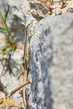 Common wall lizard sunbathing on a rock in the morning (Podarcis Muralis) Stock Photos