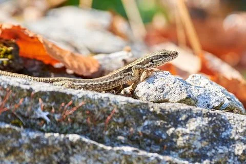 Common wall lizard sunbathing on a rock in the morning (Podarcis Muralis) Stock Photos